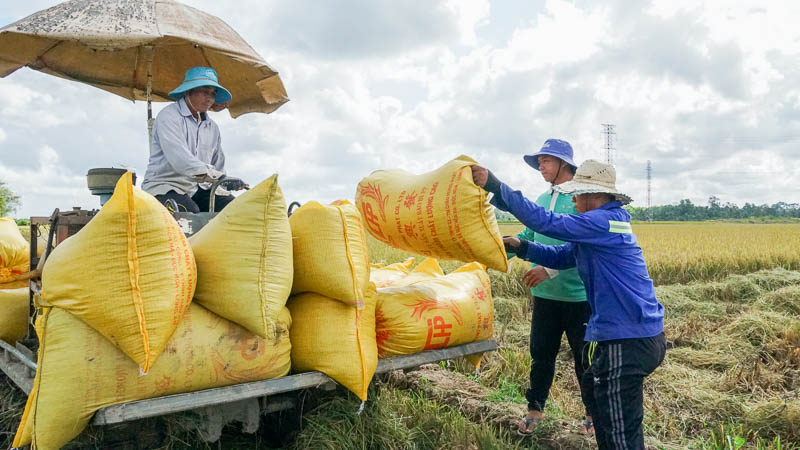 Tìm Đại Lý Phân Phối Gạo Tại Nha Trang: Cơ Hội Kinh Doanh Hấp Dẫn 2025